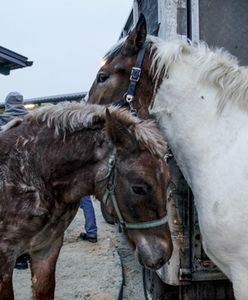 Jarmark koni w Skaryszewie. Służby w pogotowiu