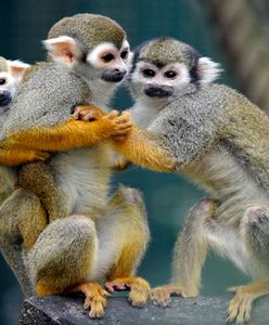 W ręce greckich celników wpadły narkotyki i małpy