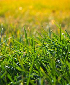 Przeciwpowodziowa trawa