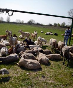 Owce stróżami lasów w Katalonii