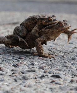 Trwają bieszczadzkie wędrówki godowe ropuch szarych