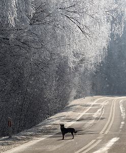 IMGW przestrzega: w nocy będzie ślisko na drogach i chodnikach