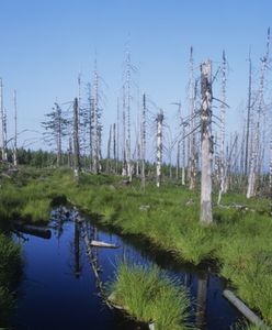 Kwaśne deszcze zabiły dinozaury. Zagrażają także ludziom