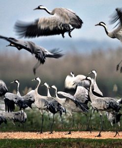 Ptaki wcześniej zlatują na polski biegun zimna