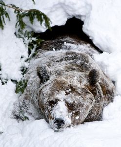 Beskidzkie niedźwiedzie najprawdopodobniej w ogóle nie spały tej zimy