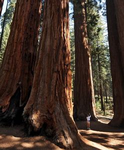 Pożary zagrażają sekwojom w Kalifornii