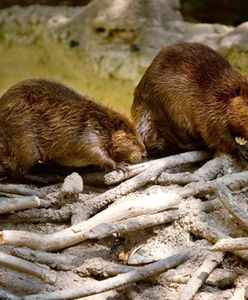 Rury w bobrowych tamach ograniczą podtopienia