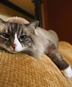 Niecodzienny "dramat" - akcja ratunkowa trwała 12 godzin