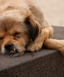 Łukasz Warzecha: ekowariaci spuszczą psy z łańcucha