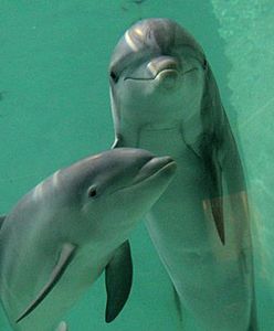 Nie uwierzysz, co robią w nocy delfiny