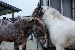 Aktywiści szykują się na wykup koni