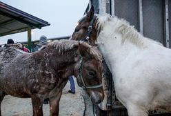 Jarmark koni w Skaryszewie. Służby w pogotowiu