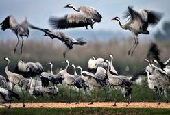 Ptaki wcześniej zlatują na polski biegun zimna