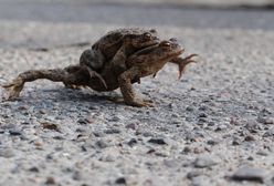 W Podlaskiem ruszyła wiosenna akcja ochrony płazów