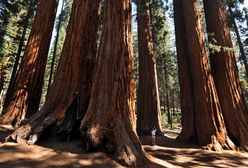 Pożary zagrażają sekwojom w Kalifornii