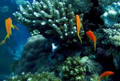 Zagrożone karaibskie rafy