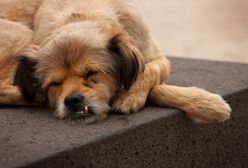 Łukasz Warzecha: ekowariaci spuszczą psy z łańcucha