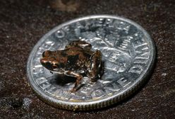 Ma zaledwie 7 milimetrów i też może być księciem