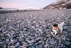 Norweskie plaże usłane tysiącami martwych ryb