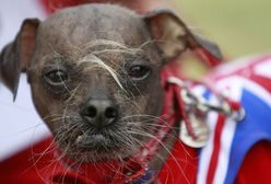 USA: Wybrano najbrzydszego psa świata