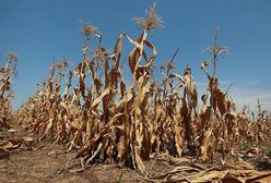 Ekstremalna susza w USA. Ogłaszają stan klęski żywiołowej