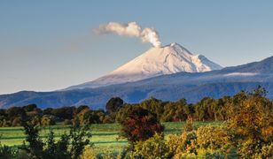 Nieznana roślina na aktywnym wulkanie