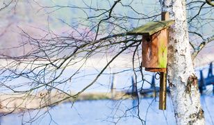 W Gdańsku 800 budek lęgowych dla ptaków - szpaków, mazurków i sikorek
