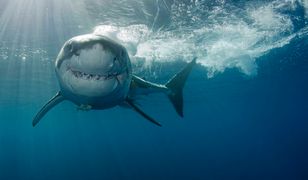 Rekiny pomogą przepowiedzieć pogodę, uratują ludzi