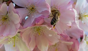 Prognoza pogody na 5 i 6 kwietnia