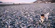 Norweskie plaże usłane tysiącami martwych ryb