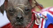 USA: Wybrano najbrzydszego psa świata