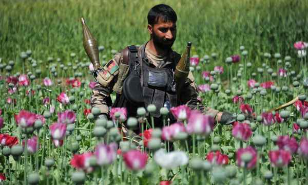 ONZ: od trzech lat rośnie produkcja opium w Afganistanie