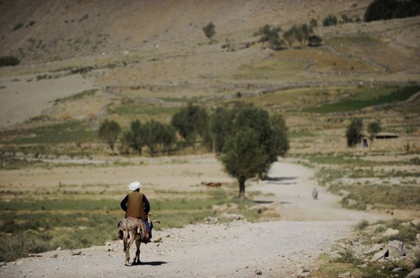 Afganistan: bomba przymocowana do osła zabiła policjanta