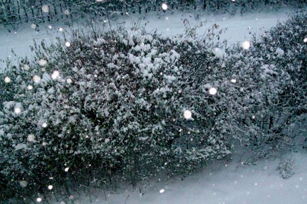 Burze śnieżne w Bułgarii, 90 miejscowości bez prądu