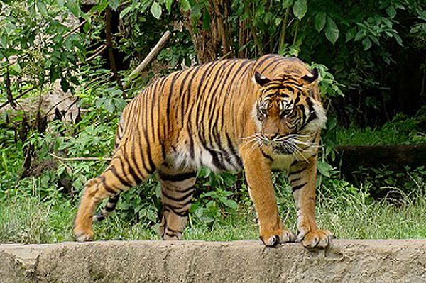 Tragedia we wrocławskim zoo. Tygrys zagryzł opiekuna