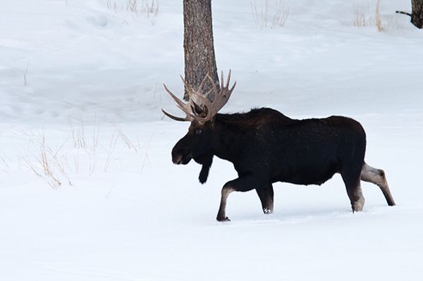 Kierowcy, uwaga na dzikie zwierzęta!