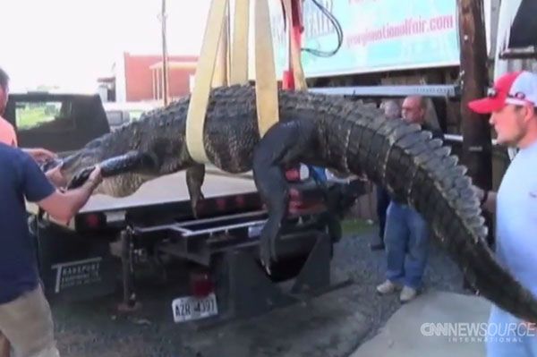 Myśliwy upolował 300-kilogramowego aligatora. Strzelał sześć razy