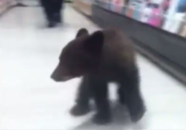 Niedźwiadek zabłądził w sklepie w Oregonie