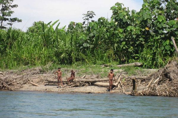 Drzewa w Amazonii zagrożone kombinacją pożarów i zmian klimatu