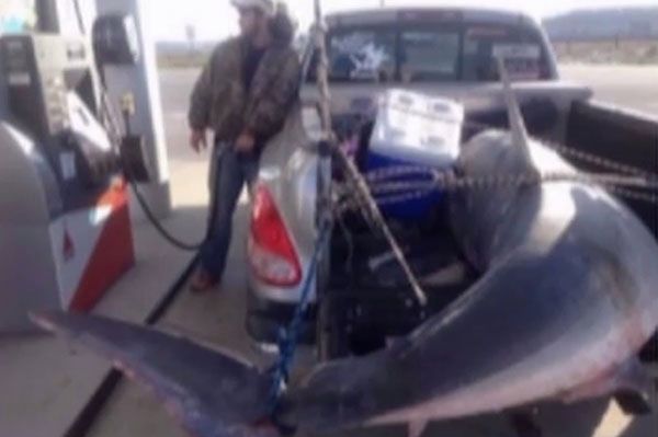 Złowili na wędkę 360-kilogramowego rekina - film