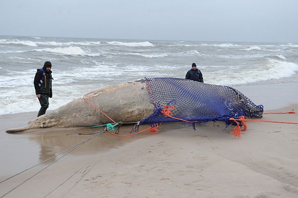 Podniesiono martwego wieloryba znalezionego na plaży w pobliżu Unieścia