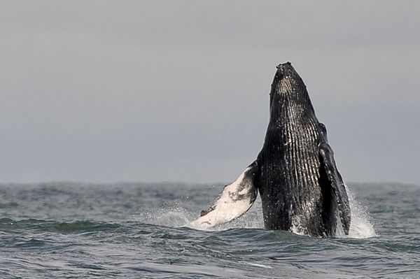 Eksperci: oceany chorują coraz poważniej