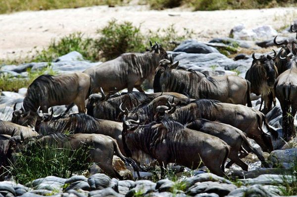 Antylopy gnu wracają wcześnie z Tanzanii