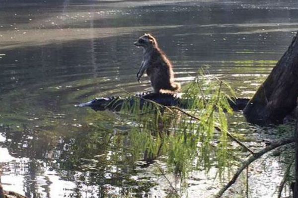 Niezwykłe zdjęcie. Szop podróżuje na grzbiecie aligatora