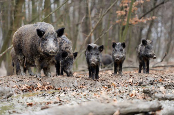 Dziki rujnują uprawy podlaskich rolników