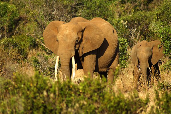 Wraz ze słoniami znikną niektóre drzewa