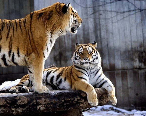 Tygrysy w zoo w Kopenhadze zagryzły człowieka