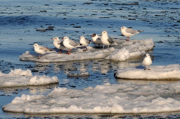 Żegnajcie mrozy - sprawdź prognozę pogody