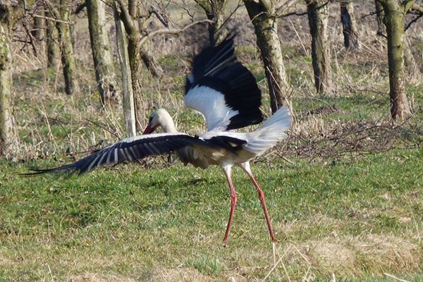 Co najmniej 50 bocianów spędzi zimę w Przemyślu