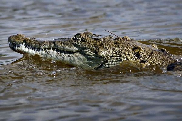 Kąpiel słoneczna z krokodylem